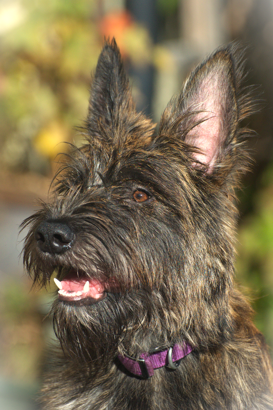 Ariya du Château Phyretis