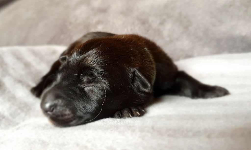 du Château Phyretis - Berger de Picardie - Portée née le 08/02/2025